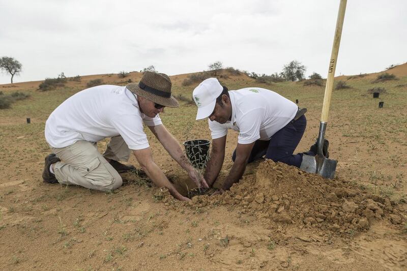 A sapling is bedded in by volunteers as part of the Give a Ghaf project at the Al Wadi Desert Resort. Antonie Robertson / The National