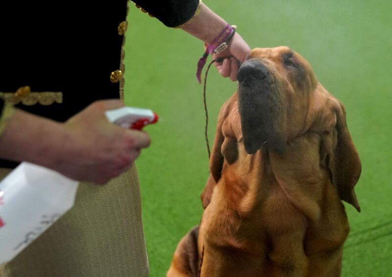 Pamper time: A Bloodhound is misted as it waits for its big moment. Photo: AFP