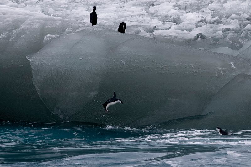A chipstrap penguin jumps from an iceberg into the Southern Ocean. AP