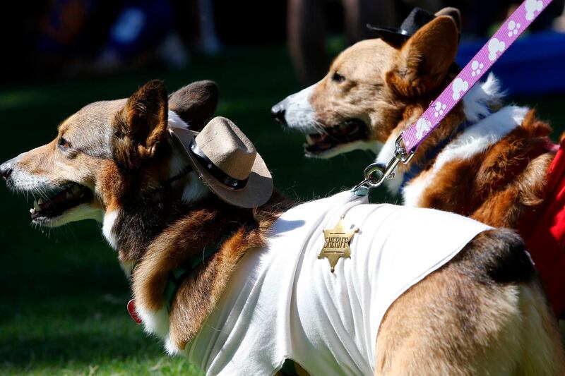 Two dogs wear coordinating sheriff costumes for Doggy Con in Woodruff Park, Saturday, Aug. 17, 2019, in Atlanta. Doggy Con is a local event inspired by the internationally known Dragon Con pop culture convention. (AP Photo/Andrea Smith)
