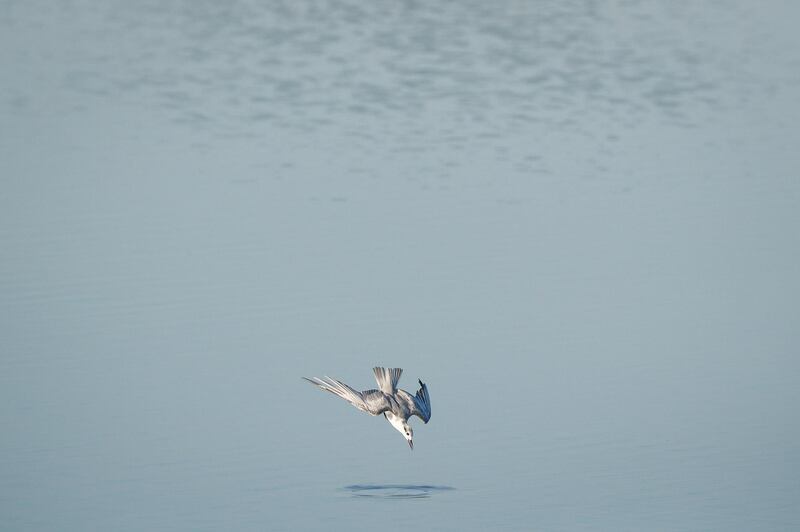 A Whiskered Tern swoops down at a swamp in Santo Tomas, Pampanga, Philippines.  EPA