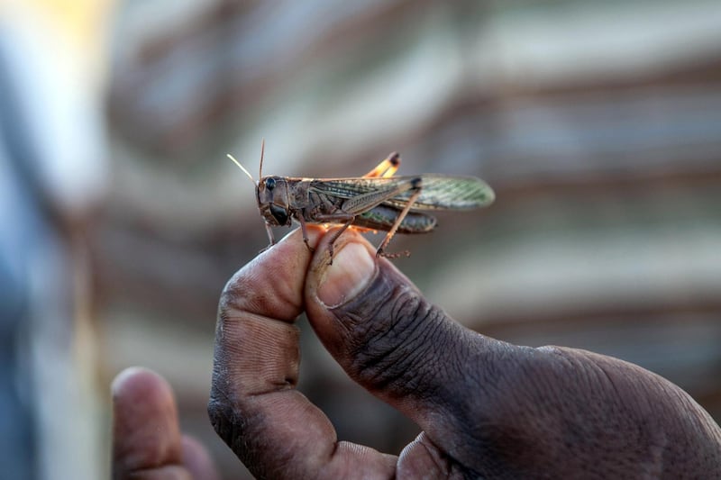 TO GO WITH AFP STORY BY GAELLE BORGIA
A member of the technical team of the Food and Agriculture Organization of the United Nations (FAO), holds a locust at a FAO camp on May 7, 2014 in Tsiroanomandidy, Madagascar. FAO mission is to fight the locust's swarm with an insecticide. AFP PHOTO/RIJASOLO / AFP PHOTO / RIJASOLO