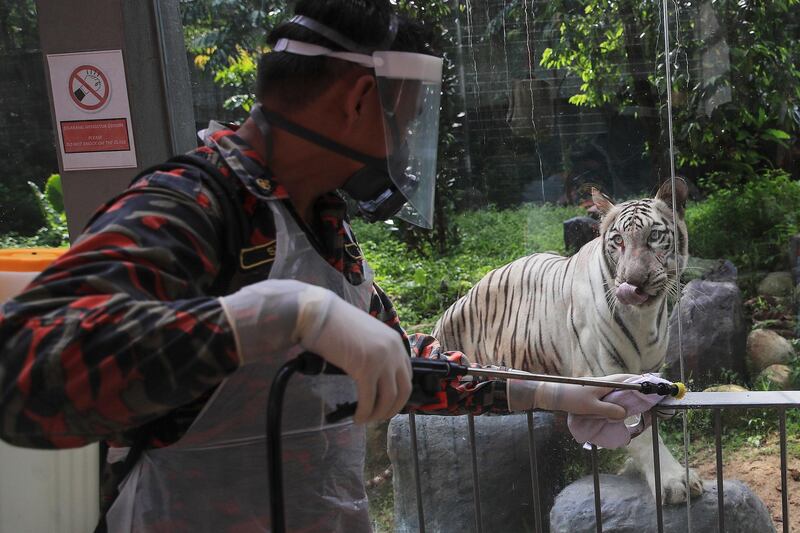 A White Bengal Tiger looks on as a Malaysian Fire and Rescue Department officer disinfects the area at National Zoo in Kuala Lumpur, Malaysia.  EPA