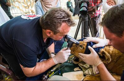 Dr Frank Goeritz, a volunteer from the Four Paws charity, checks for cataracts on one of the lions found neglected at Khartoum’s Al Qureshi zoo. Courtesy: Four Paws