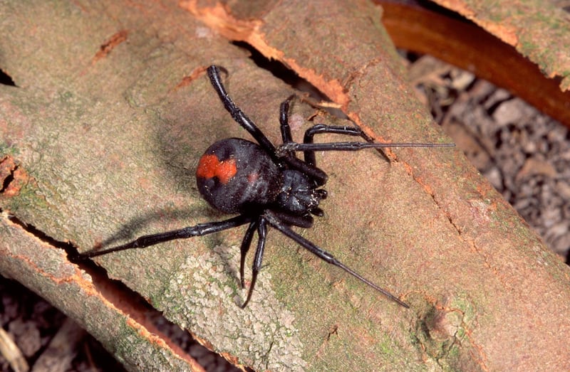 AN3X5C Red back spider is an Australian spider related to the American black widow. Image shot 1995. Exact date unknown.