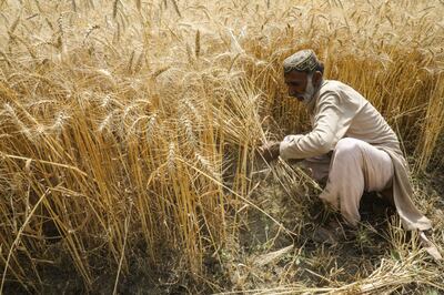 A worker cuts wheat with a sickle during a crop harvest in the Kasur district of Punjab province, Pakistan, on Tuesday, April 19, 2022.  Pakistan's food ministry issued a statement estimating this season's wheat output at 26.8m tonnes. Bloomberg