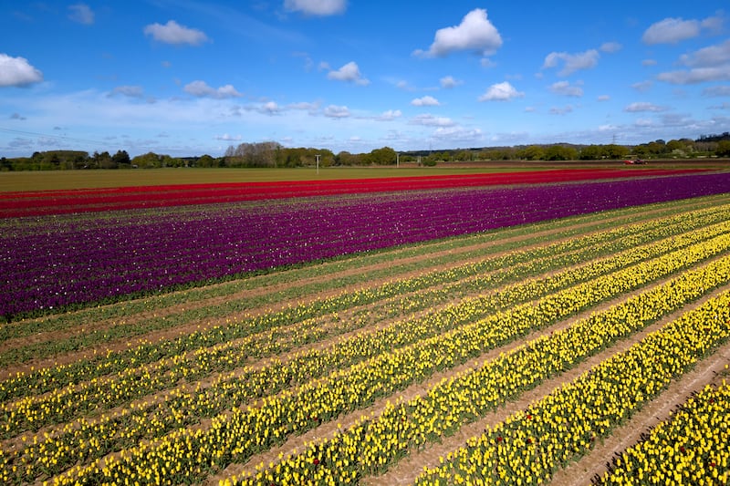 A field of tulips adds a splash of colour to the landscape near King's Lynn in Norfolk. PA
