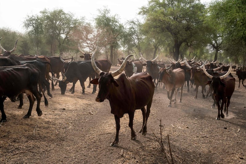 A herd of zebu cattle at Dinder National Park in Sudan. AFP