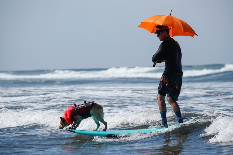 A man and his dog ride a wave together as they compete in the 14th annual Helen Woodward Animal Center "Surf-A-Thon" where more than 70 dogs competed in five different weight classes for "Top Surf Dog 2019". Reuters