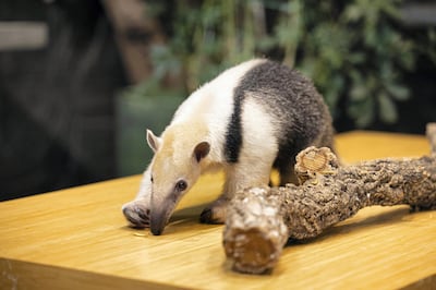 The Green Planet welcomes the UAE's Tamandua Anteater. Courtesy The Green Planet