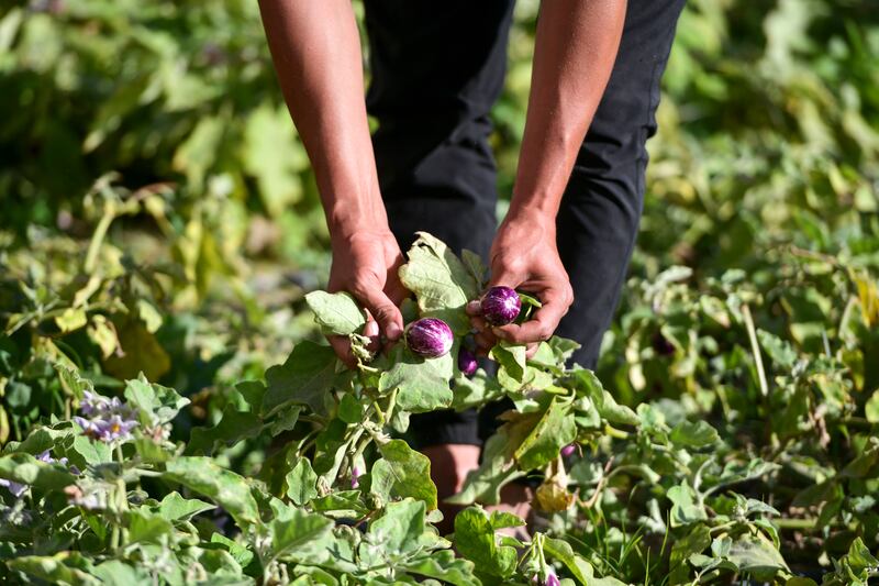 Crops grown at a farm in Abu Dhabi. 'We will make sure that Cop28 will be a game-changer for food systems,' said Mariam Al Mheiri, UAE Minister for Climate and the Environment. Khushnum Bhandari / The National