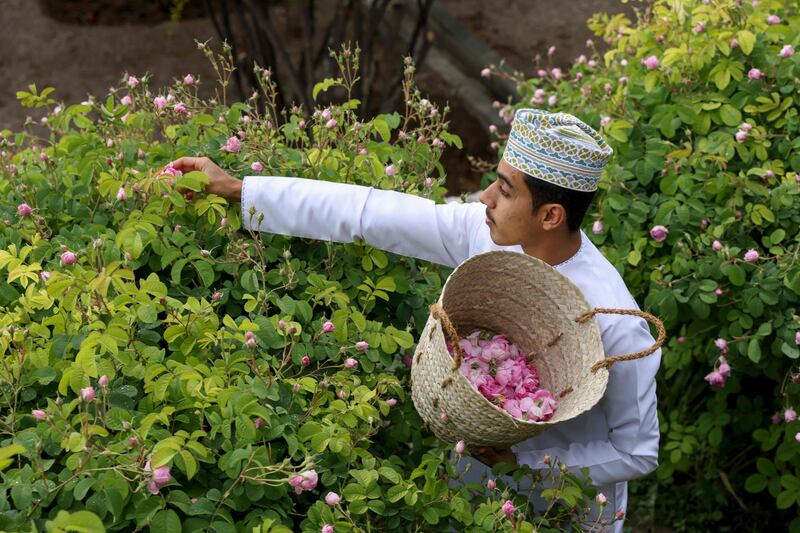 A farmer picks roses in Oman's Jebel Akhdar