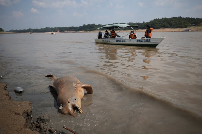 It has been warned many more of the aquatic mammals could die soon if water temperatures remain high. Reuters