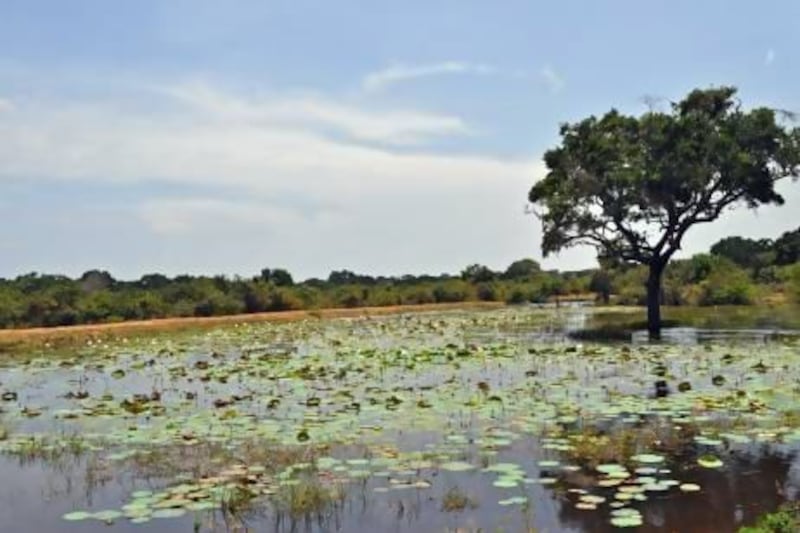 A wetland in Yala National Park, Sri Lanka.