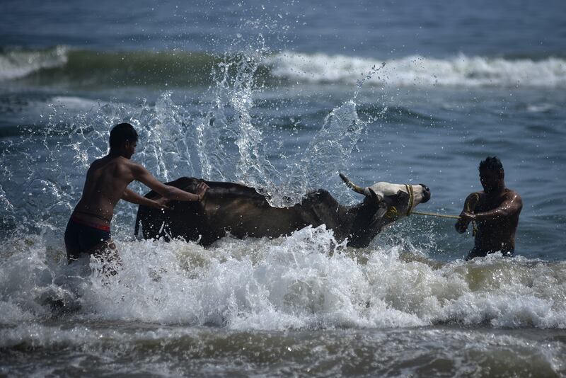 Indian men bathe a cow in Bay of Bengal on the occasion of Pongal at Marina beach in Chennai, India. EPA