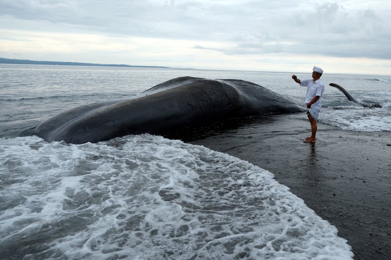 A Balinese man takes pictures of a dead sperm whale on Yeh Malet Beach, Karangasem, Bali. Reuters