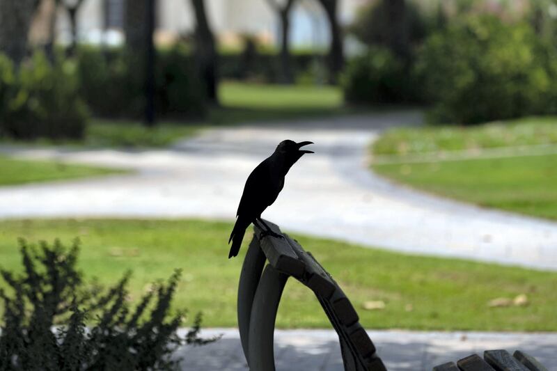 Dubai, United Arab Emirates - Reporter: N/A. News. Weather. A crow sits with its beak open to keep cool in Al Barsha Pond park. Thursday, June 25th, 2020. Dubai. Chris Whiteoak / The National