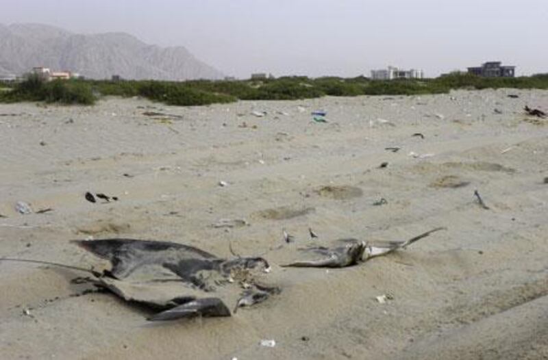 Al Rams beach has become a graveyard for rays caught in fishermen's nets.
