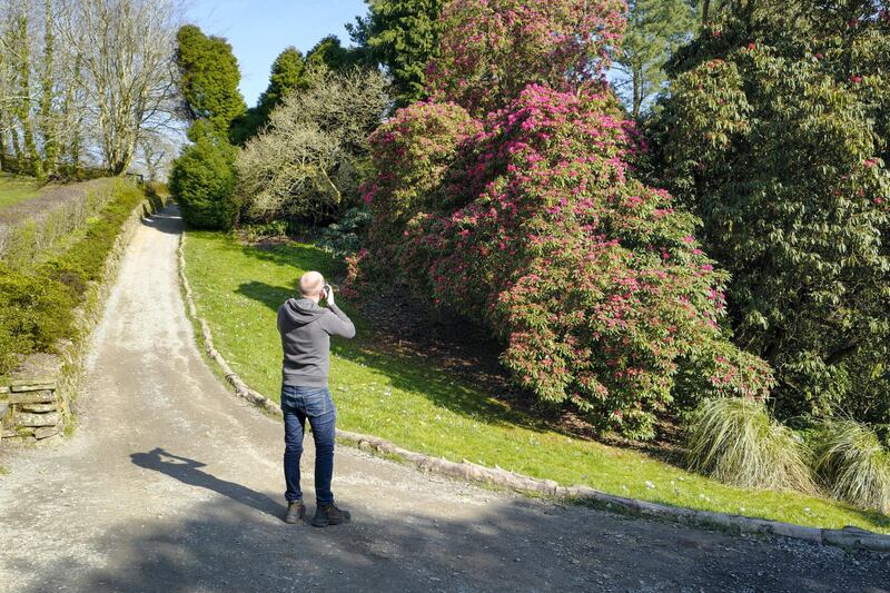 ST AUSTELL, ENGLAND - MARCH 08: A visitor takes photographs of a rhododendron in bloom at Heligan Gardens on March 08, 2021 in St Austell, England.  The Lost Gardens of Heligan are currently open three days a week to local pass holders and will be opening fully to the public on Monday, March 29.  (Photo by Hugh Hastings/Getty Images)