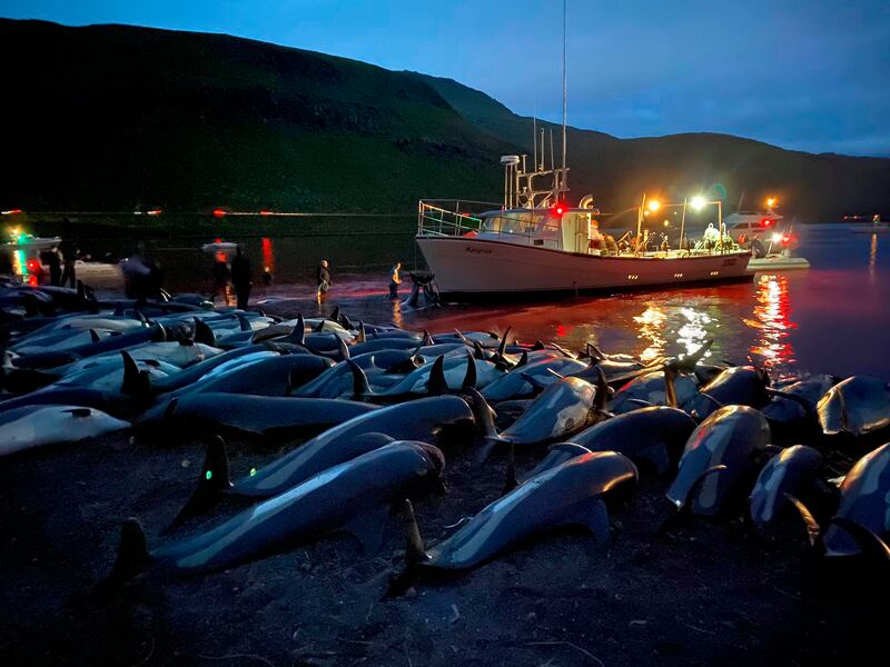 Some of the 1,428 white-sided dolphins slaughtered in the traditional Faroese hunt on Sunday. The government has agreed to look into the practice following calls for a ban. Photo: Sea Shepherd via AP