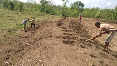 Farmers dig holes to plant vetiver grass on the banks of a pond in the Aranyaani food forest. Taniya Dutta for The National 