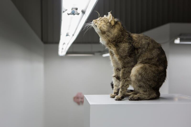 Berlin artist Michael Sailstorfer juxtaposes different types of work in ‘We Love Them All’, including a stuffed cat that sits in the gallery on a three-metre-tall white pedestal. Courtesy Carbon 12