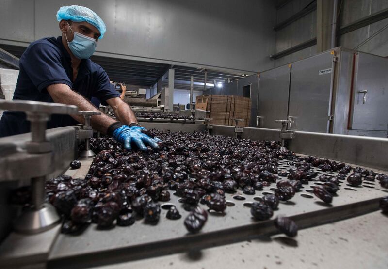 Dubai, United Arab Emirates - Worker sorting the dates at Al Barakah Dates Factory, Dubai Industrial City.  Leslie Pableo for The National