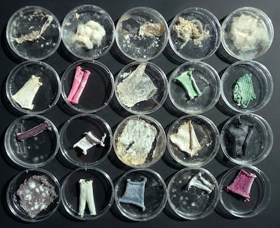 A petri dish showing combinations of mycelium and myriad fabrics. Photo: Aniela Hoitink