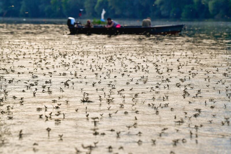 Freshly hatched mayflies crowd above the surface of River Tisza near Tiszacsege, Hungary. Zsolt Czegledi / EPA