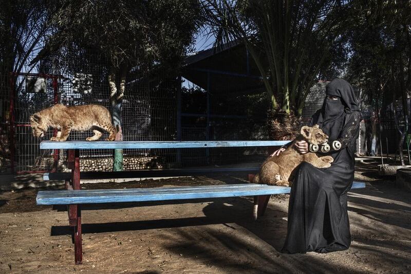 Gaza: A woman plays with two baby lion cubs born in the Rafah Zoo. Gaza once had six zoos, but two were closed due to financial losses and the deaths of large animals. Gazan zoo keepers are renowned for creativity in limited options, having famously painted a donkey as a zebra, smuggling in animals in the tunnels, and stuffing them once they are dead as animals are not easy to replace. Courtesy Tanya Habjouqa 