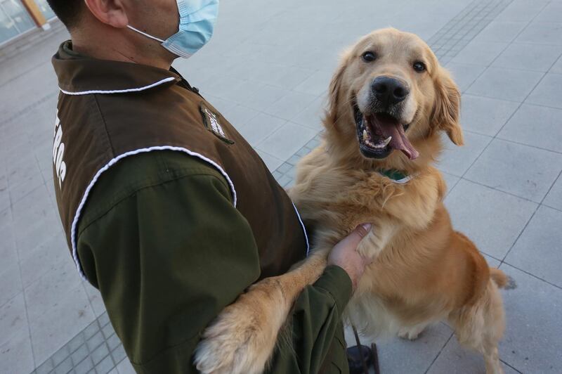 A canine training official shows a dog trained to detect Covid-19, during a demonstration to the press, in Santiago, Chile. EPA