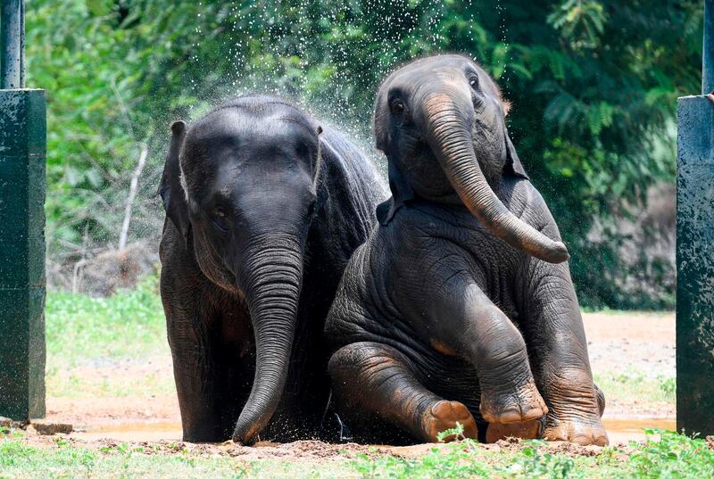 An Indian elephant and its calf take a shower at the 'Arignar Anna Zoological Park' on a hot sunny day at Vandalur in Chennai.  AFP