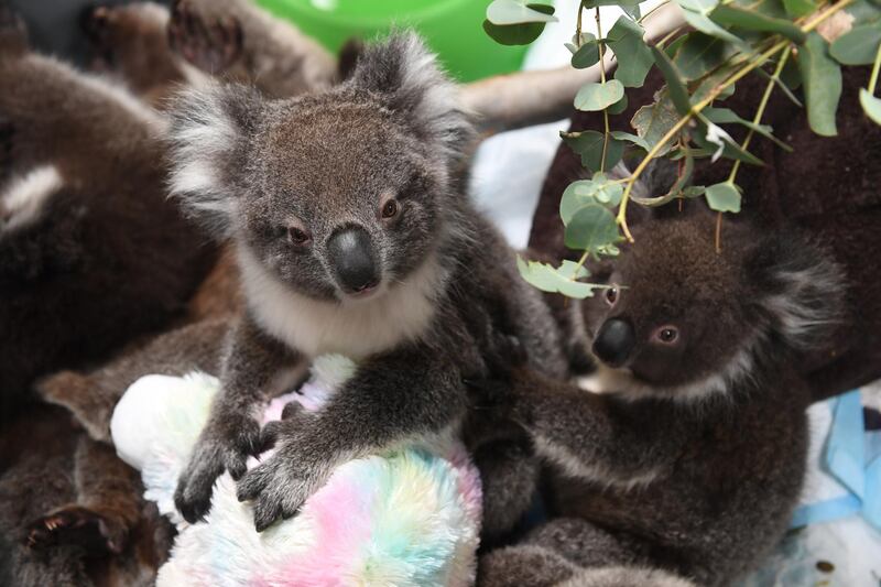 Rescued orphaned baby koals at Adelaide Koala Rescue which has been set up in the gymnasium at Paradise Primary School in Adelaide in Adelaide, Australia. Getty Images
