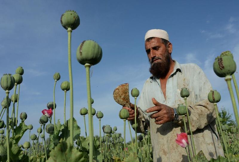 High levels of cultivation this year meant the estimated opium production soared 43 per cent to 4,800 tons, a UN Office on Drugs and Crime report said. Noorullah Shirzada/AFP 