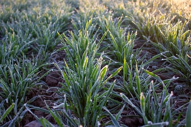 Farmers in Abu Dhabi are being offered tips to protect their produce from frost as temperatures plunge. Courtesy: Abu Dhabi Food Safety and Agriculture Authority.