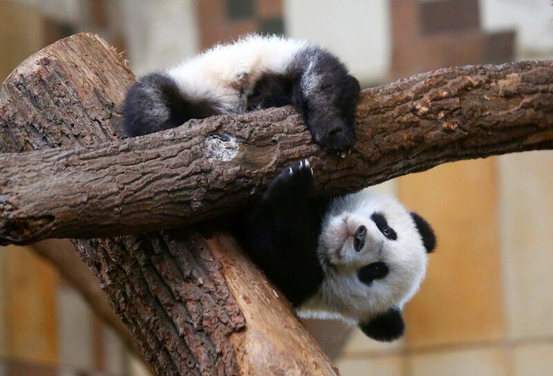 Giant panda cub Fu Feng hangs around at Schoenbrunn Zoo in Vienna, Austria. Leonhard Foeger / Reuters / March 10, 2017