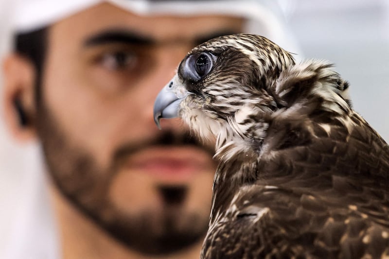 Falcons and falconry, both symbols of the UAE's heritage, are popular with visitors to this year's Adihex. AFP