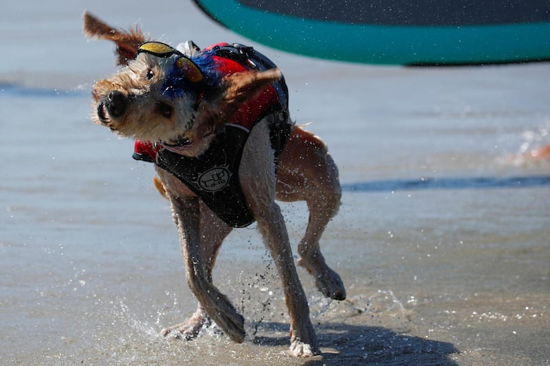 A dog shakes water off after competing in the 14th annual Helen Woodward Animal Center "Surf-A-Thon". Reuters