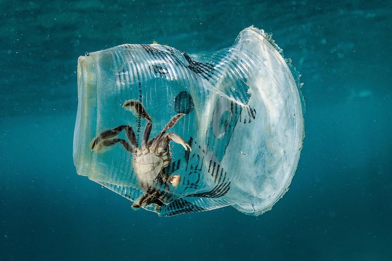 epa07430364 A handout photo made available by Greenpeace shows a crab stuck in plastic in Verde Island Passage, Batangas City, Philippines, 07 March 2019 (issued 12 March 2019). According to a data from the Global Alliance for Incinerator Alternatives (GAIA), Filipinos dispose 163 million pieces of single-use plastic sachets daily. An underwater exploration conducted by Greenpeace in Batangas, Philippines, single-use plastic sachets were found between, beneath, and on the corals and seabed of Verde Island Passage, the epicenter of marine biodiversity in the world.  EPA/NOEL GUEVARA/GREENPEACE HANDOUT  HANDOUT EDITORIAL USE ONLY/NO SALES