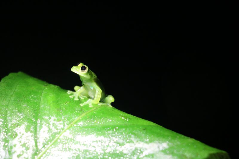 Amphibians are declining worldwide and are collectively one of the most at-risk groups for extinction. AFP