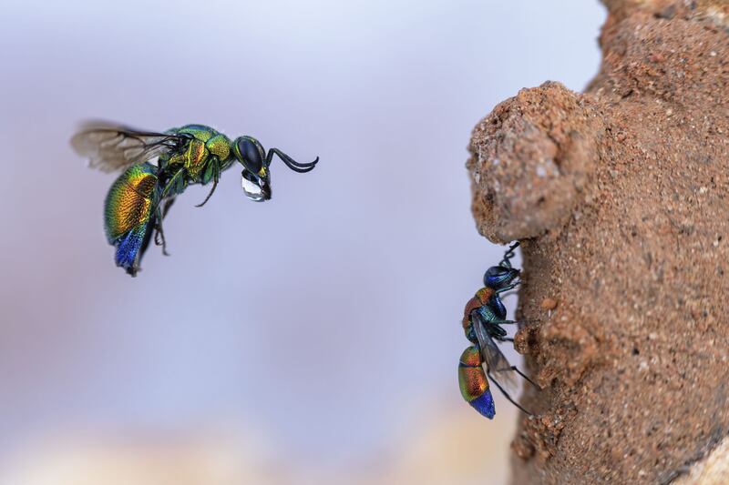 Incoming Cuckoo Wasp by Frank Deschandol, of a cuckoo wasp trying to enter a mason bee's clay burrow near Montpellier, France