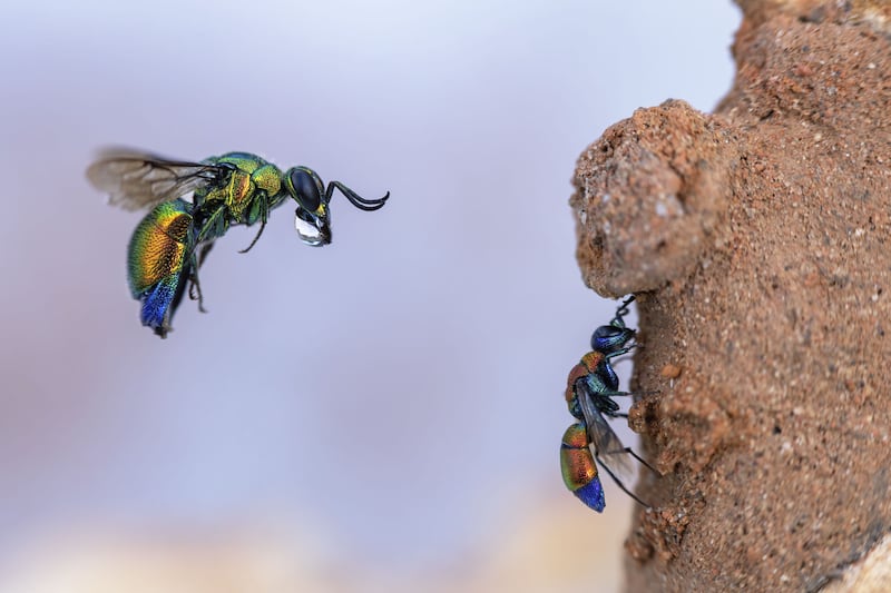 Incoming Cuckoo Wasp by Frank Deschandol, of a cuckoo wasp trying to enter a mason bee's clay burrow near Montpellier, France