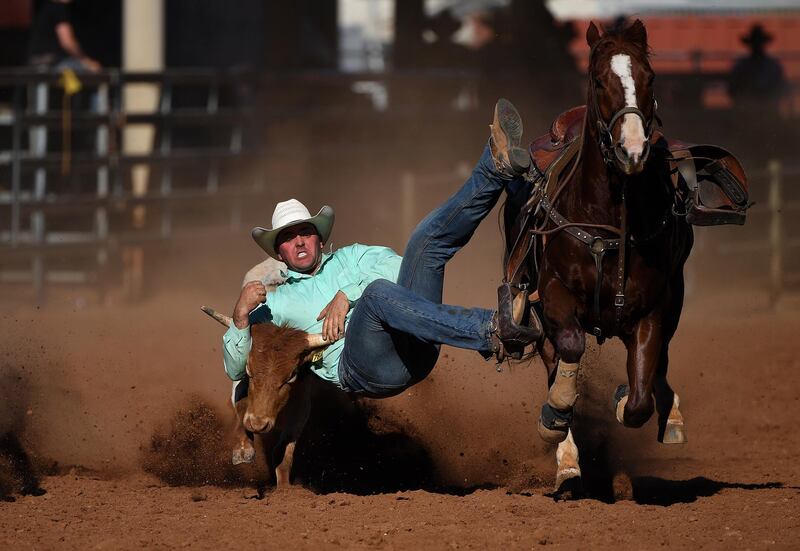 A competitor takes part in the Steer Wrestling event at the Mount Isa Mines Rotary Rodeo, Mount Isa, Australia. This is the 60th anniversary of the rodeo, the biggest of its kind in the Southern Hemisphere.  EPA