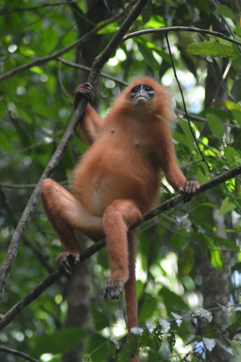 A red leaf monkey in the Danum Valley, Borneo. Rosemary Behan