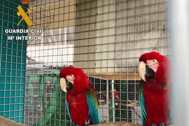Exotic birds were recovered by Spanish Civil Guard’s Environment Protection Service. Courtesy Guardia Civil - SEPRONA