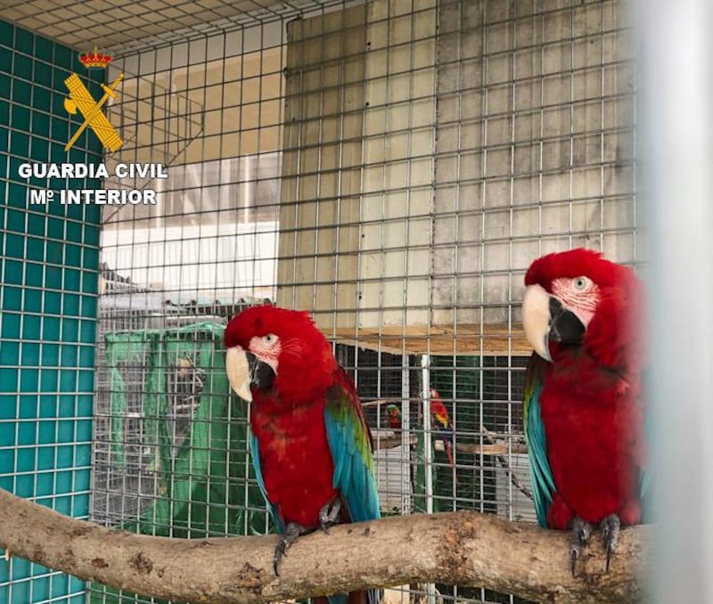 Exotic birds were recovered by Spanish Civil Guard’s Environment Protection Service (Guardia Civil - SEPRONA). Courtesy Guardia Civil - SEPRONA