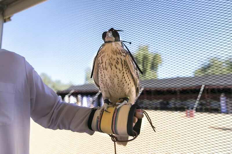 ABU DHABI, UNITED ARAB EMIRATES - DEC 6, 2017

Falconers from 90 countries attend the fourth International Festival of Falconry. 

This gathering is a tribute to a similar meeting 41 years ago, in 1976, when the UAE Founding Father Sheikh Zayed invited falconers from around the world to convene in the desert of Abu Dhabi and build a strategy for the sport’s development.

(Photo by Reem Mohammed/The National)

Reporter: Anna Zacharias
Section: NA