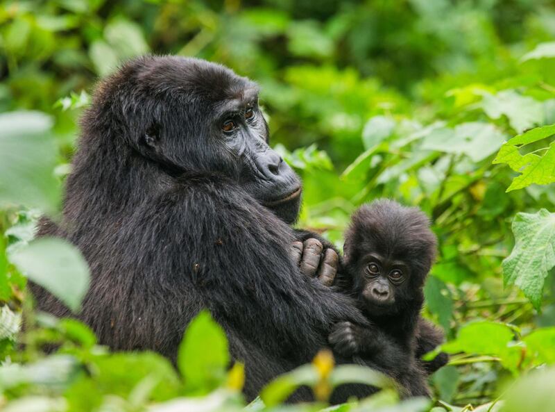 Gorillas in Rwanda's Virunga Mountains. Courtesy Four Seasons