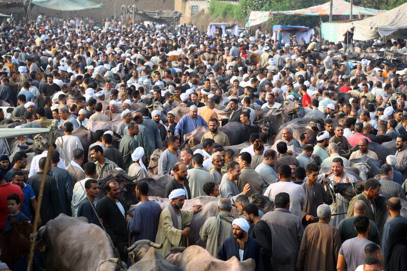 Thousands of people flock to the market in Giza to buy an animal. EPA