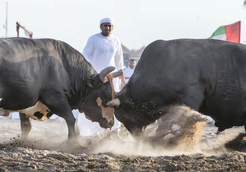 FUJAIRAH, UNITED ARAB EMIRATES- Bull fighting in Fujairah corniche.  Leslie Pableo for The National